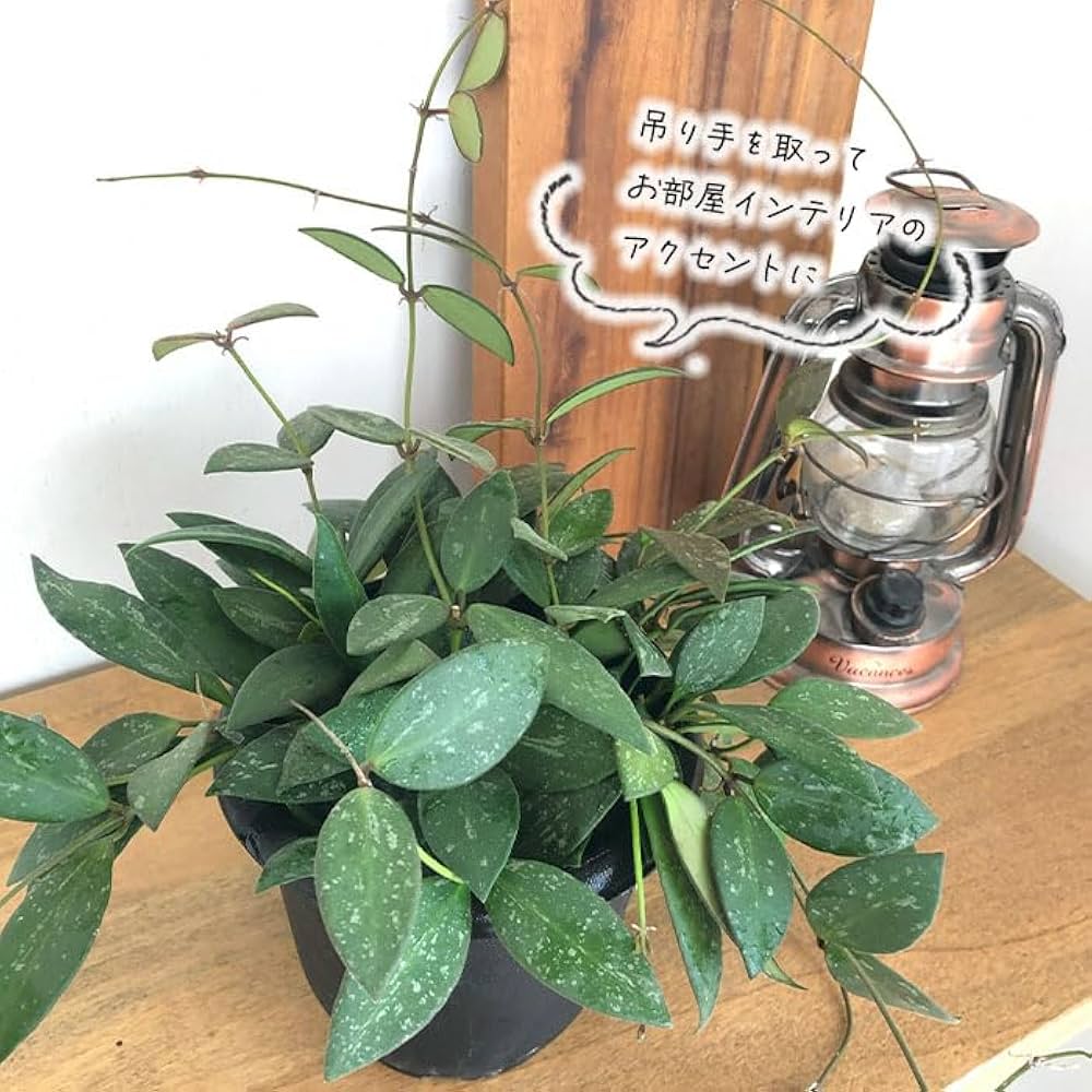 Amazon｜観葉植物 ホヤ nap16 4号 吊り鉢 吊り下げ ハンギング